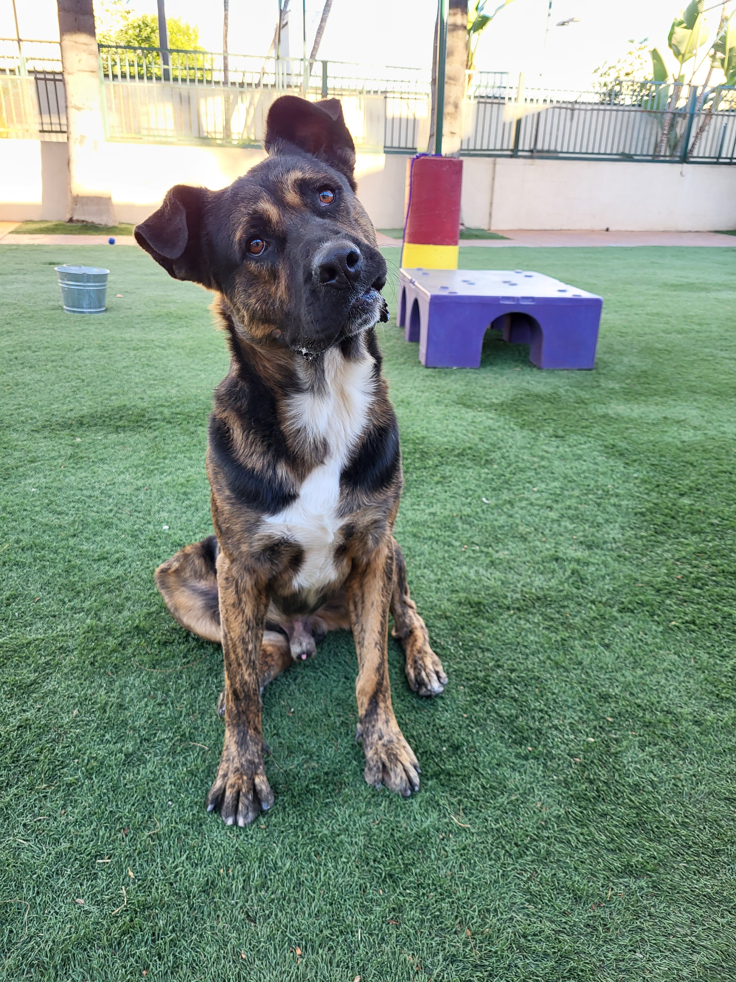 King, Adoptable, Young Male Staffordshire Bull Terrier & Pit Bull Terrier.
