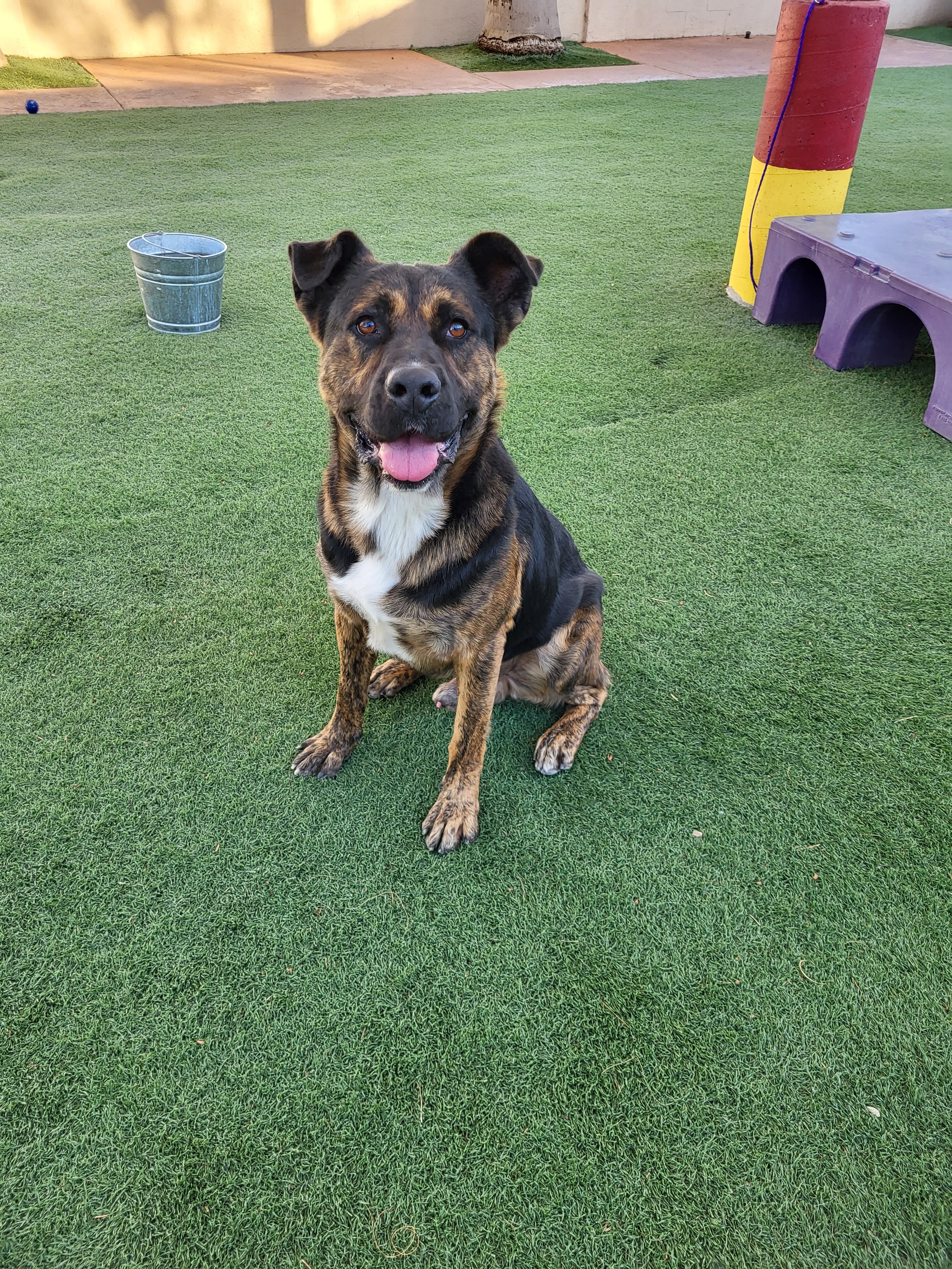 King, a Adoptable mixed breed in Brea, CA image 4/12