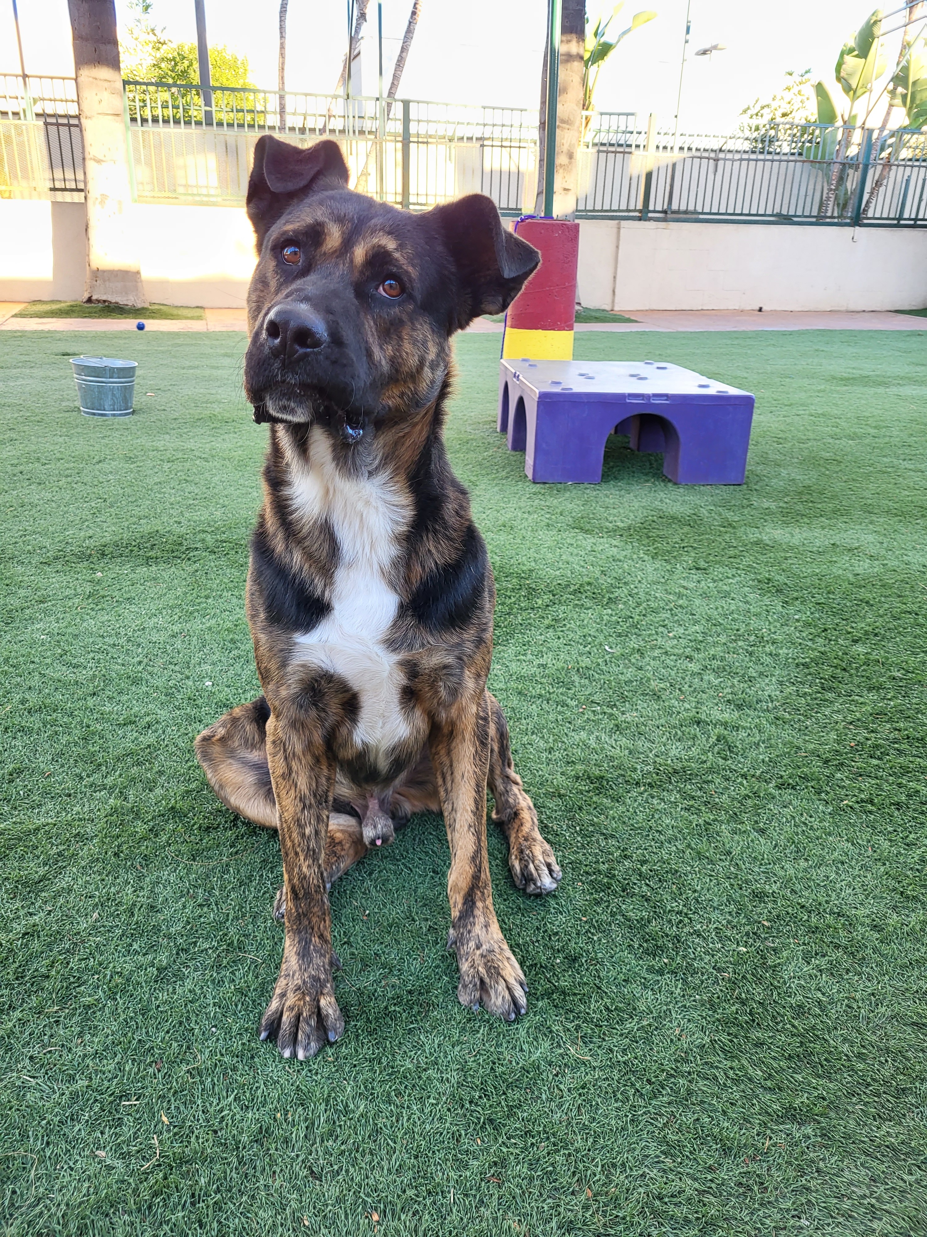 King, a Adoptable mixed breed in Brea, CA image 5/12