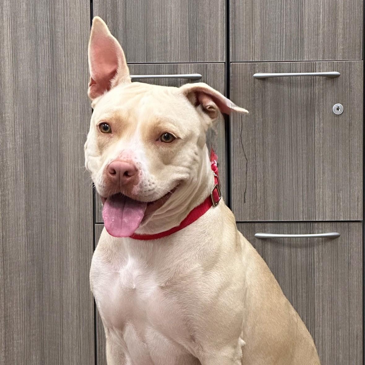 Bella