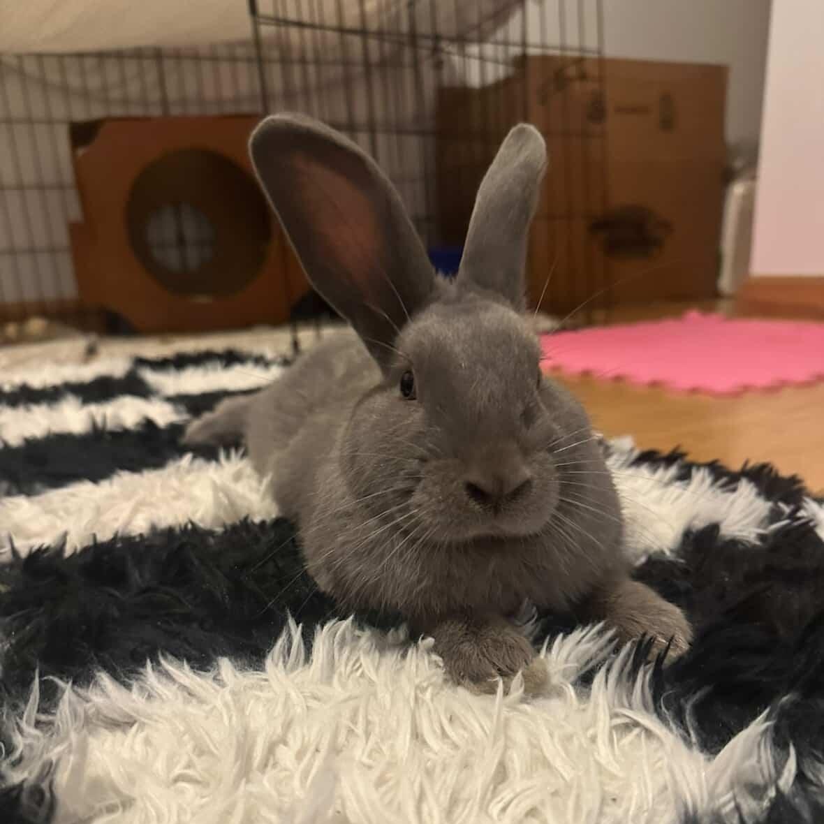 BENSON , adopted, Young Male Bunny Rabbit.