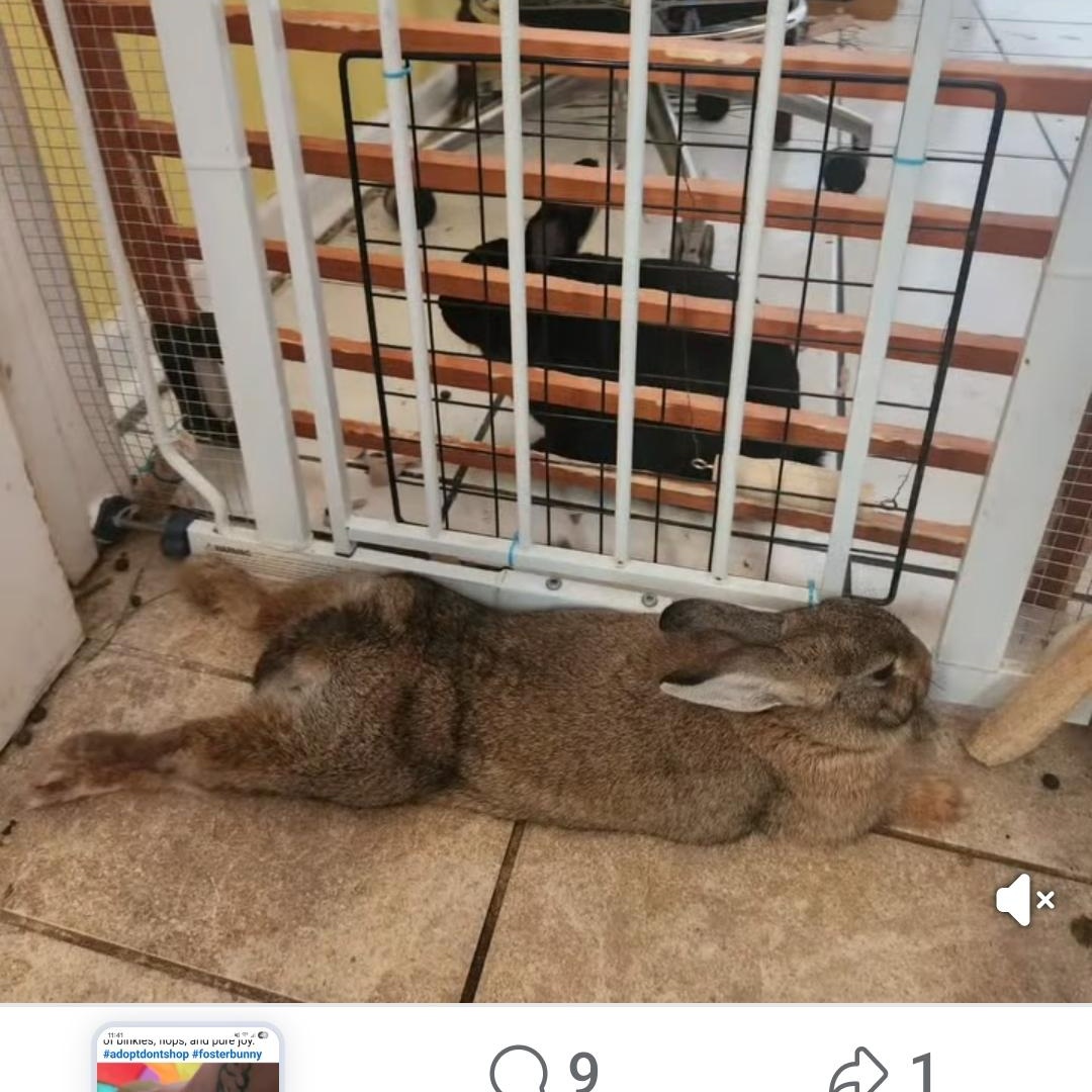 Honey Bunny, a Adoptable mixed breed in Paradis, LA image 1/6