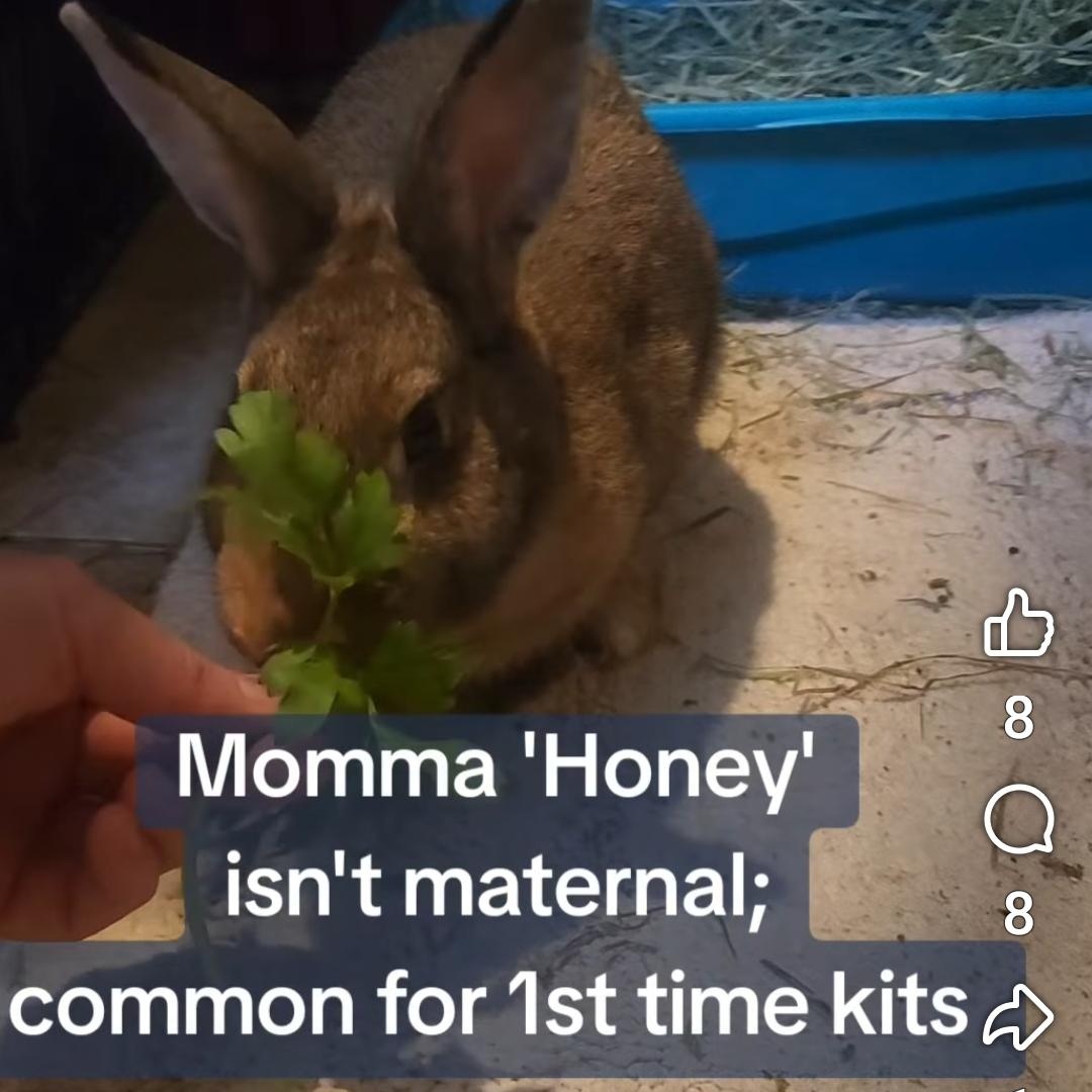 Honey Bunny, a Adoptable mixed breed in Paradis, LA image 6/6