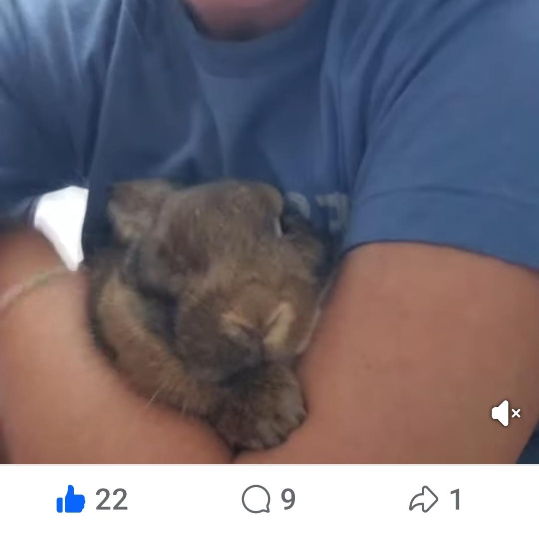 Honey Bunny, a Adoptable mixed breed in Paradis, LA image 4/6