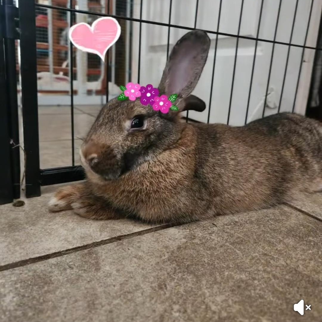 Honey Bunny, Adoptable, Adult Female Chinchilla.
