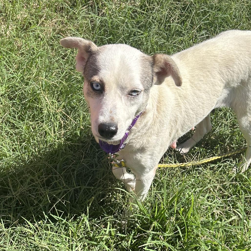 Aurora, a Adoptable mixed breed in Austin, TX image 1/5