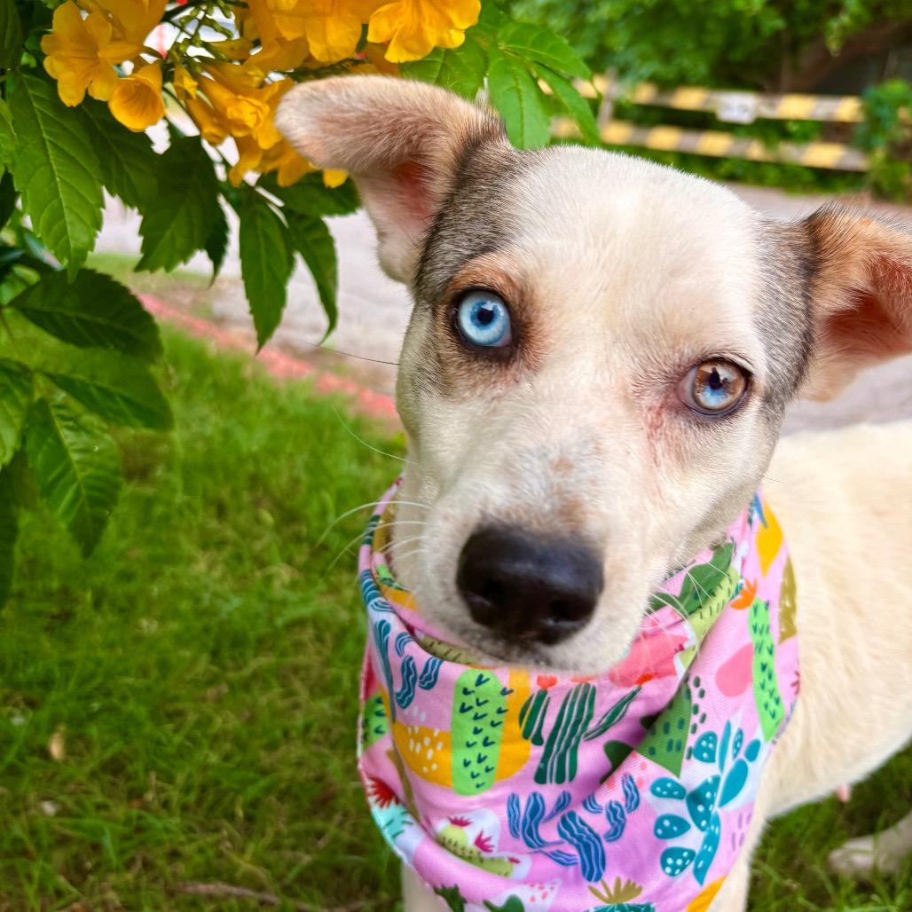 Aurora, a Adoptable mixed breed in Austin, TX image 2/5