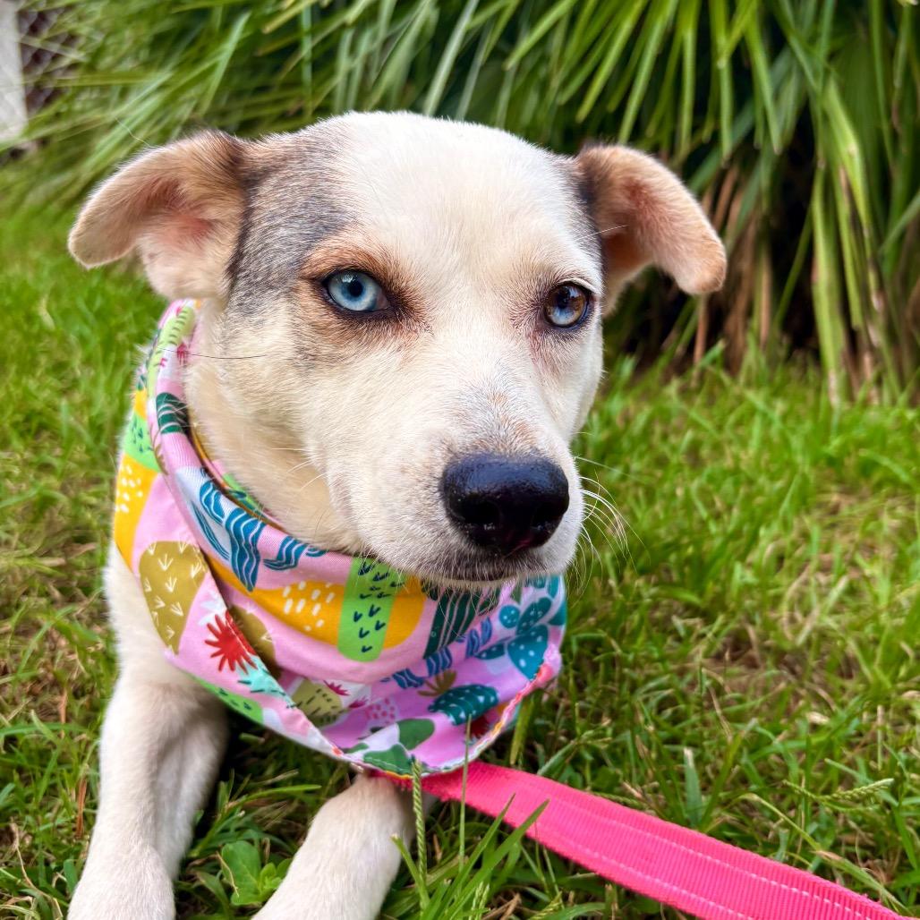 Aurora, a Adoptable mixed breed in Austin, TX image 3/5