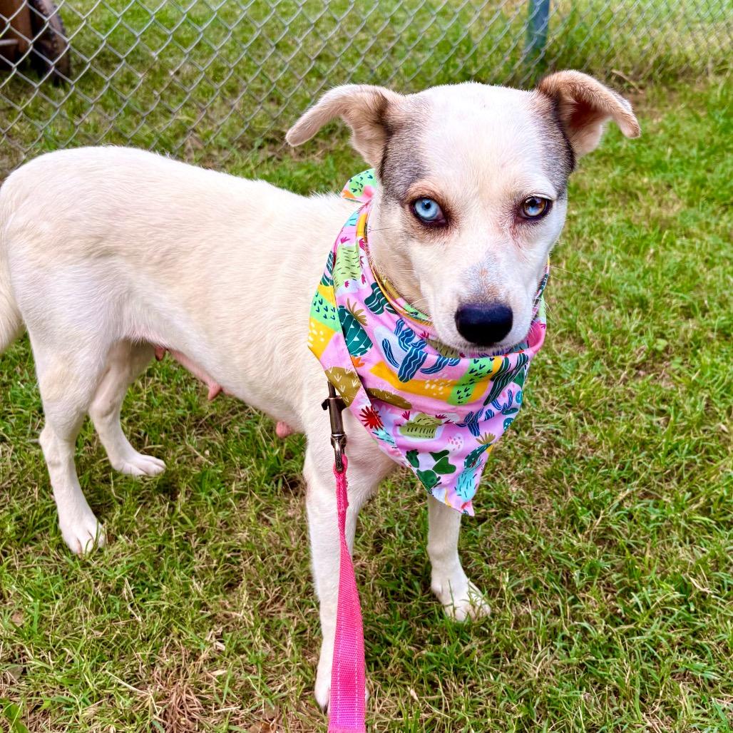 Aurora, a Adoptable mixed breed in Austin, TX image 4/5