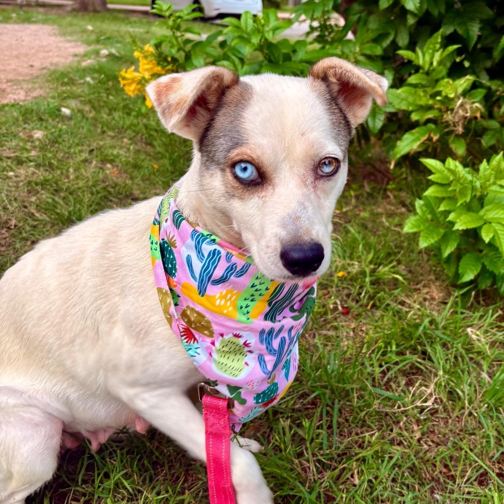 Aurora, a Adoptable mixed breed in Austin, TX image 5/5