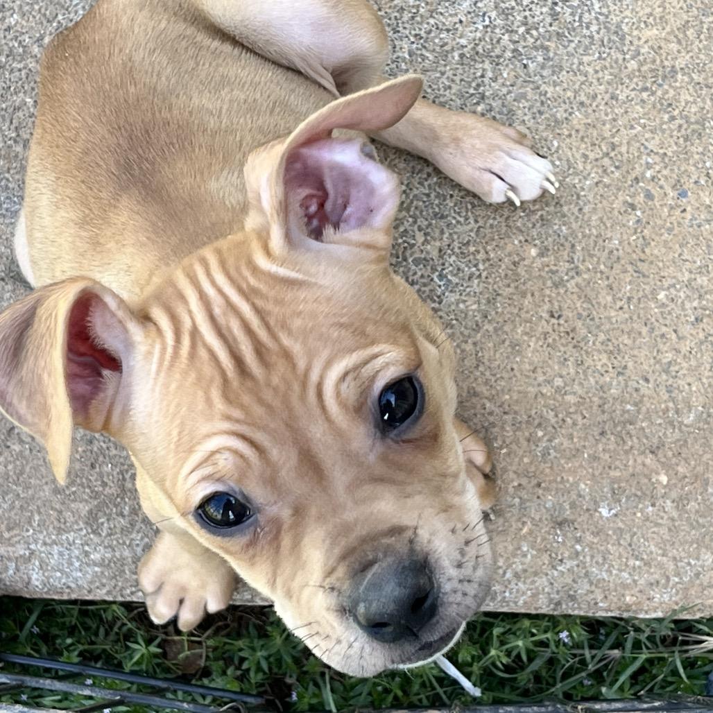 Taffy-Purple, Adoptable, Puppy Female American Staffordshire Terrier & Mixed Breed.