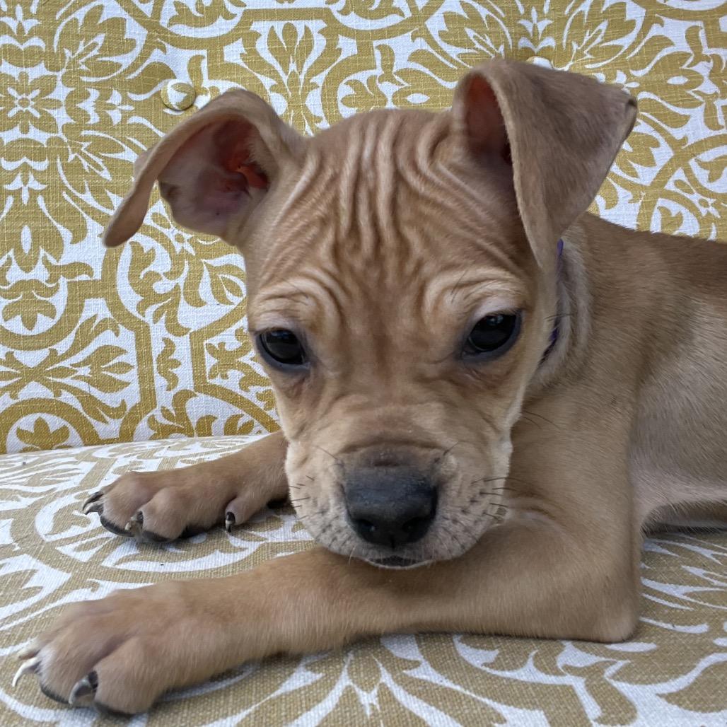 Taffy-Purple, a Adoptable mixed breed in Cartersville, GA image 2/3