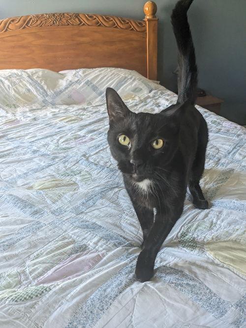 Franklin, Adoptable, Young Male Domestic Short Hair.