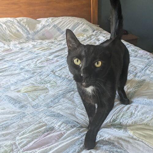 Franklin, Adoptable, Adult Male Domestic Short Hair.
