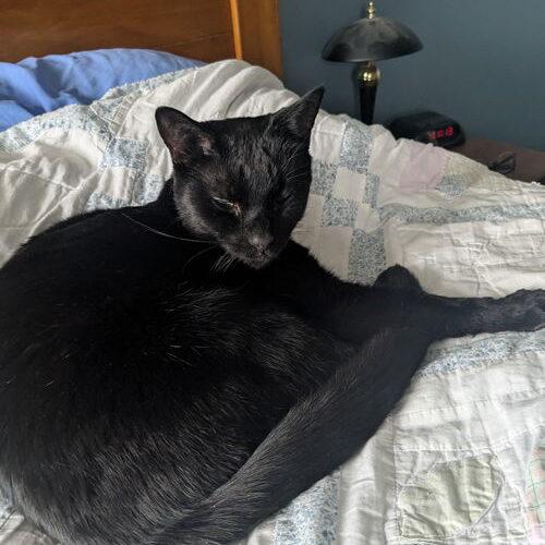 Franklin, a Adoptable Domestic Short Hair in Canal Winchester, OH image 2/2