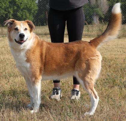 Rosie, a Adoptable Mixed Breed in Rapid City, SD image 1/2