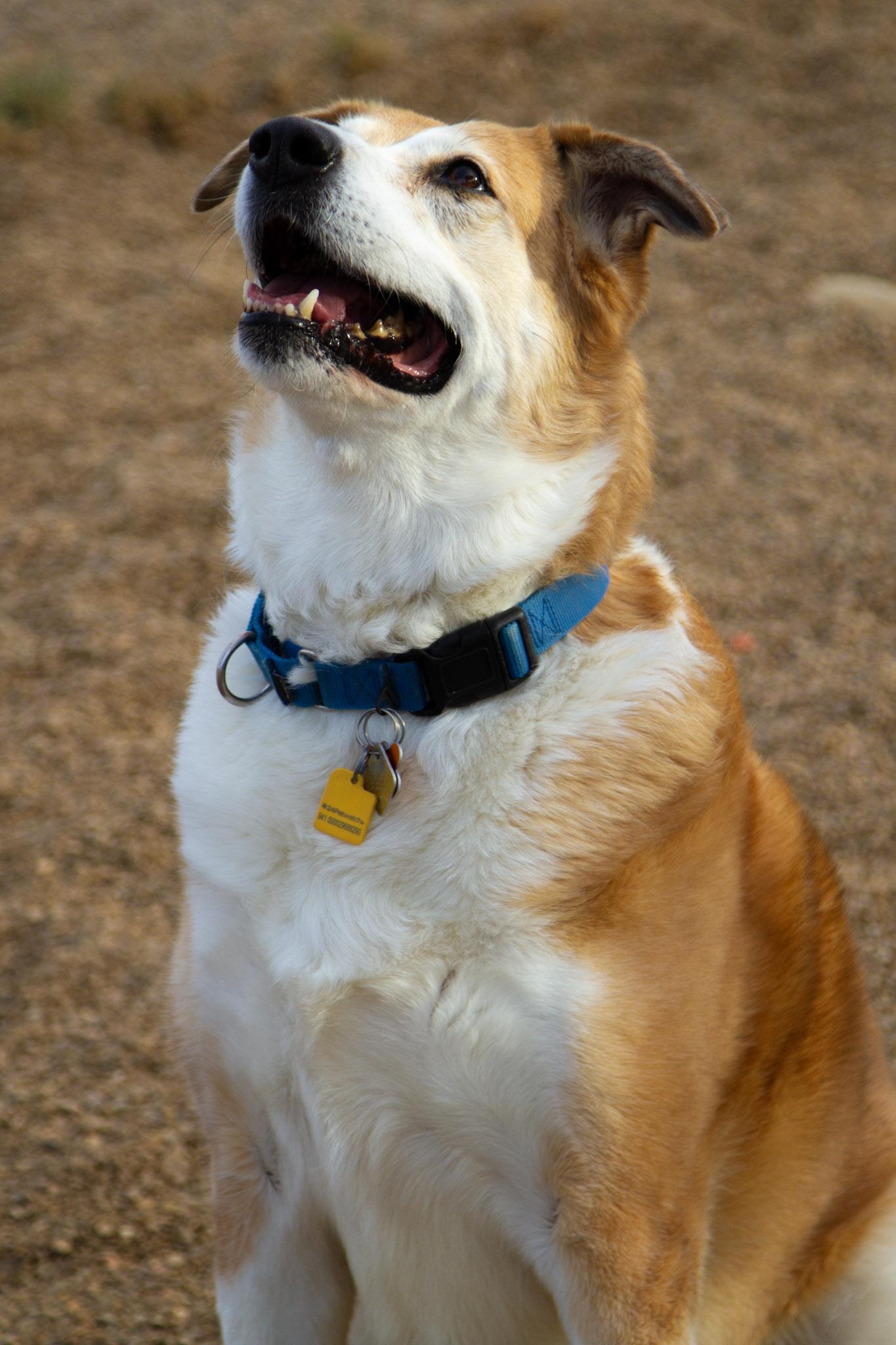 Enlarge Rosie, a Adoptable Mixed Breed in Rapid City, SD image 2/5
