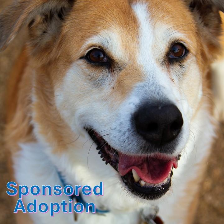 Rosie, Adoptable, Senior Female Mixed Breed.