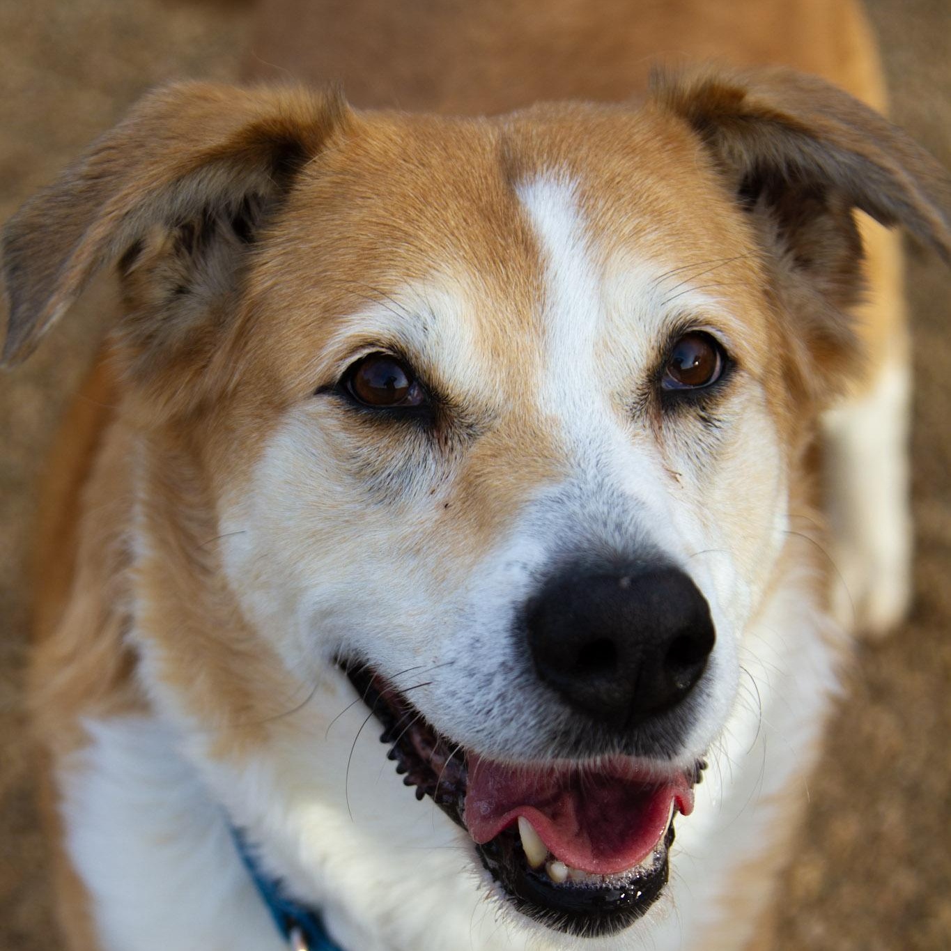 Enlarge Rosie, a Adoptable Mixed Breed in Rapid City, SD image 5/5