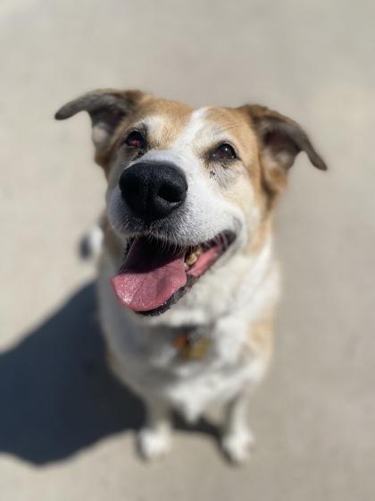 Rosie, a Adoptable Mixed Breed in Rapid City, SD image 2/2