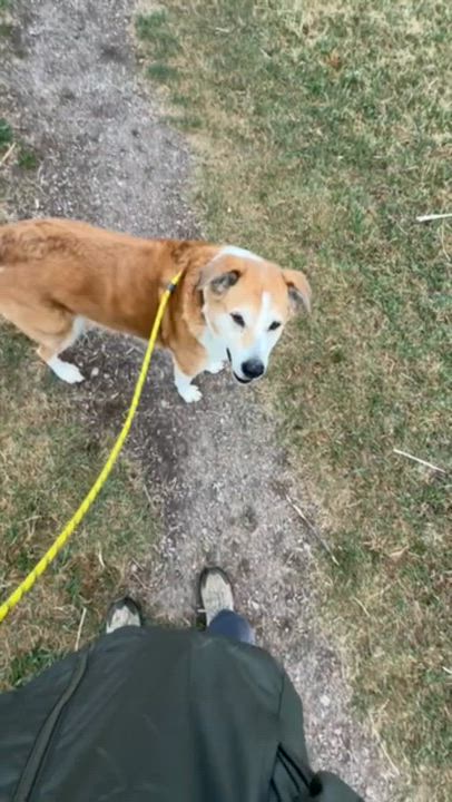 Enlarge Rosie, a Adoptable Mixed Breed in Rapid City, SD video 3/6