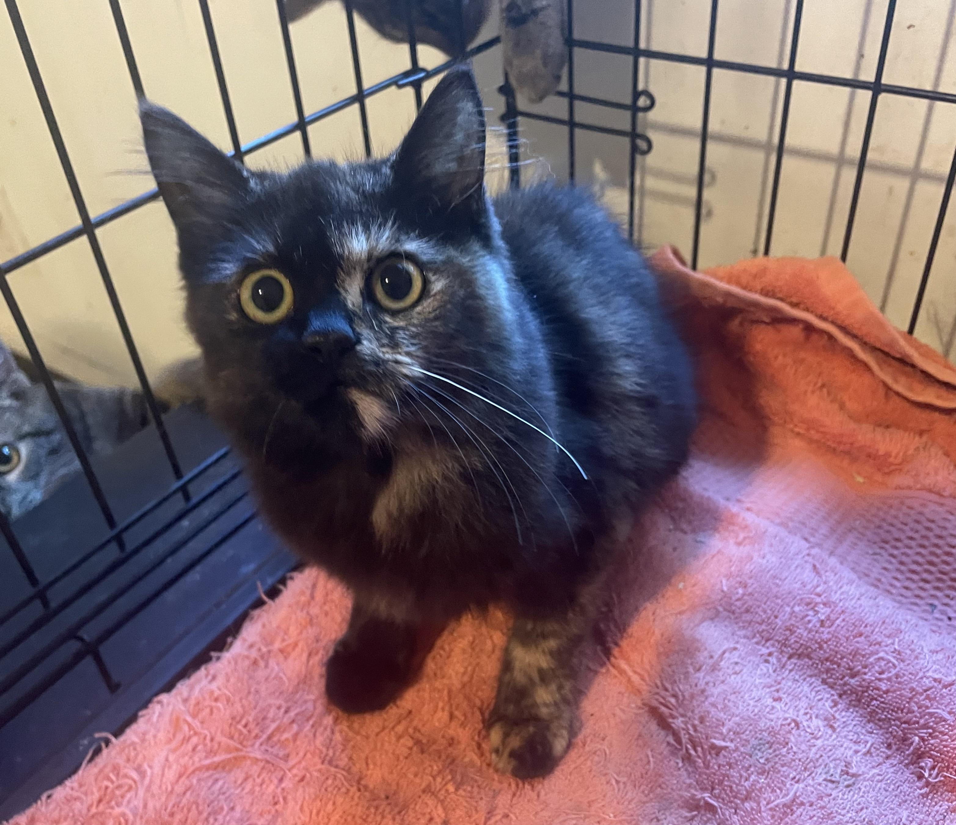 Tori, Adopted, Kitten Female Domestic Medium Hair.
