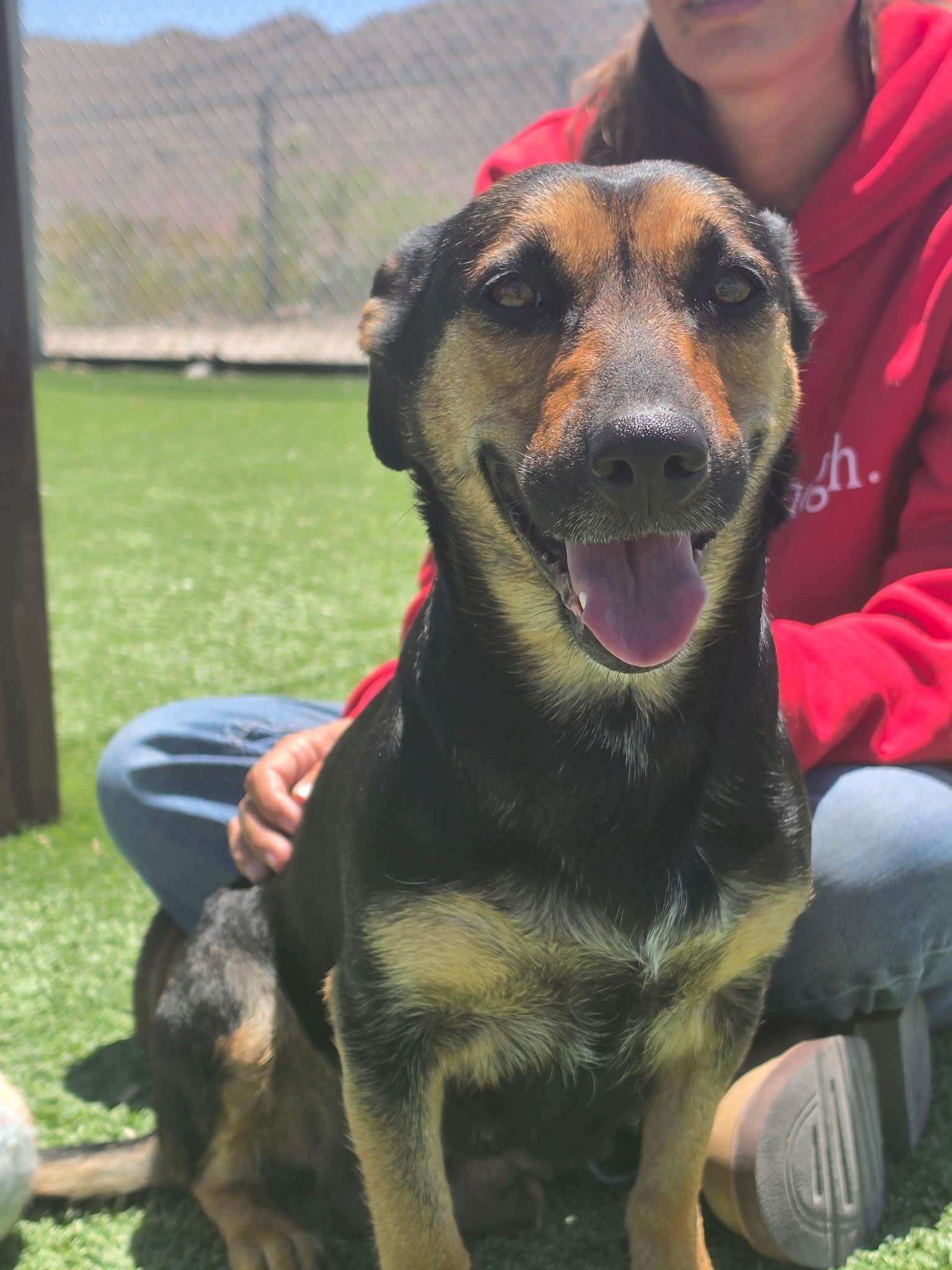 Dara, a ADOPTABLE mixed breed in Truth or Consequences , NM image 2/6
