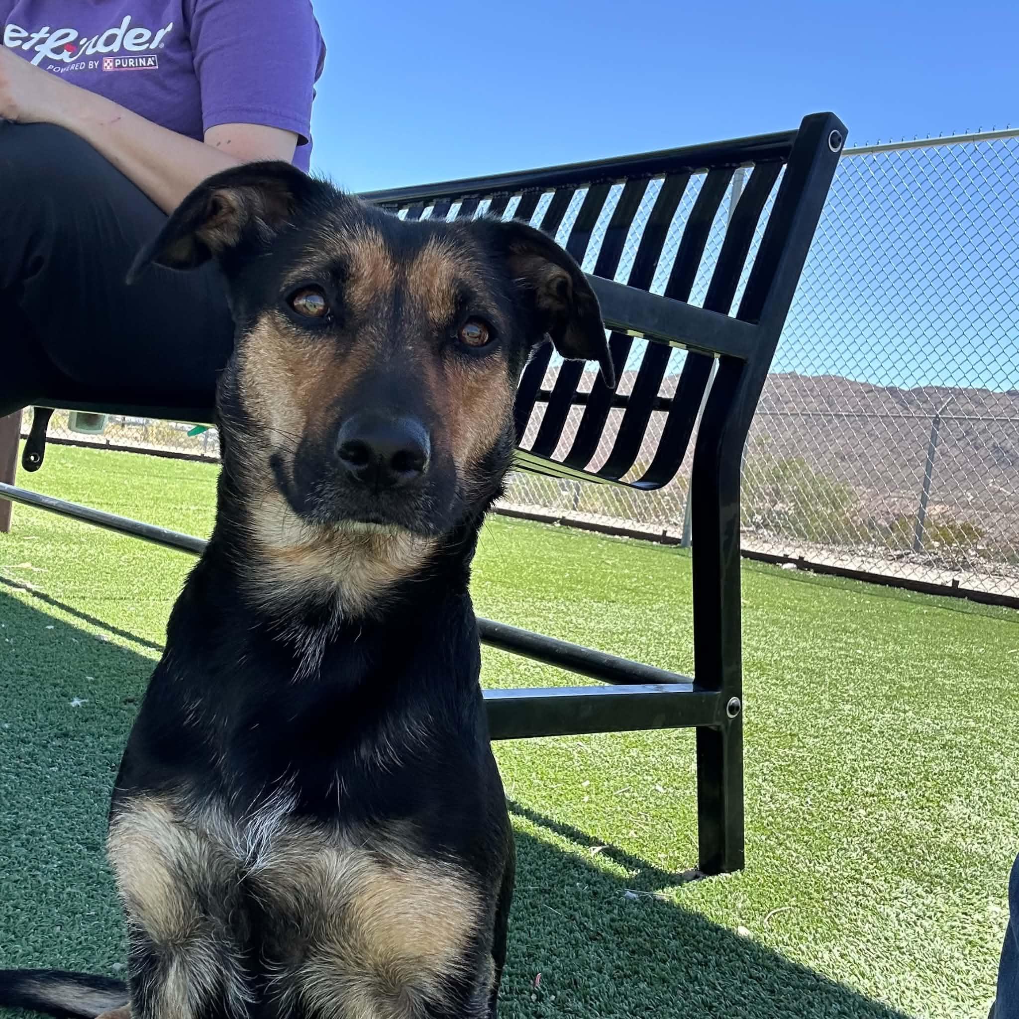 Dara, a ADOPTABLE mixed breed in Truth or Consequences , NM image 1/6