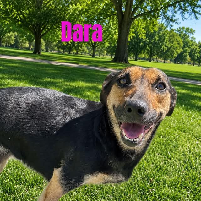 Dara, a ADOPTABLE mixed breed in Truth or Consequences , NM image 4/6