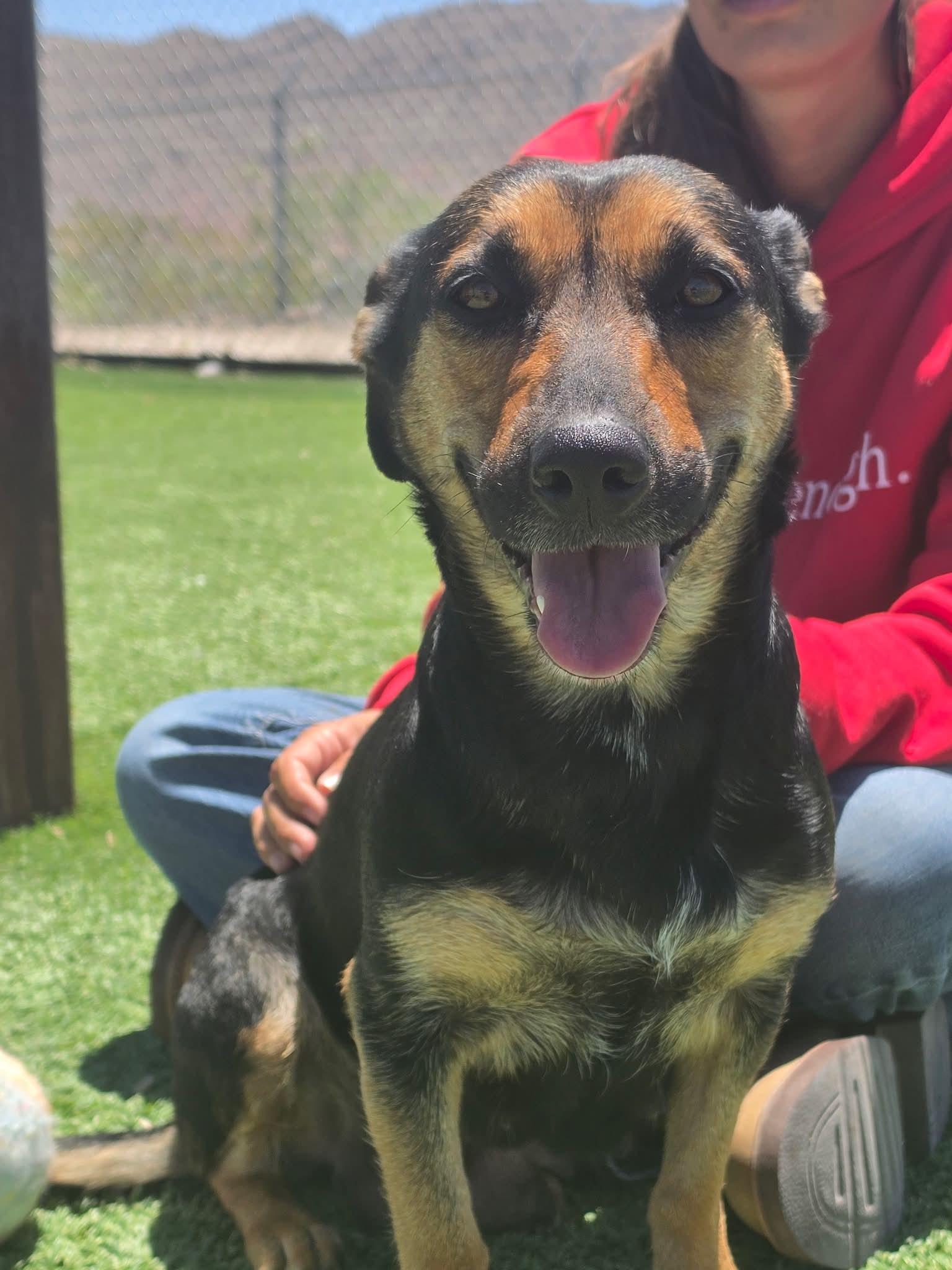 Dara, a ADOPTABLE mixed breed in Truth or Consequences , NM image 6/6