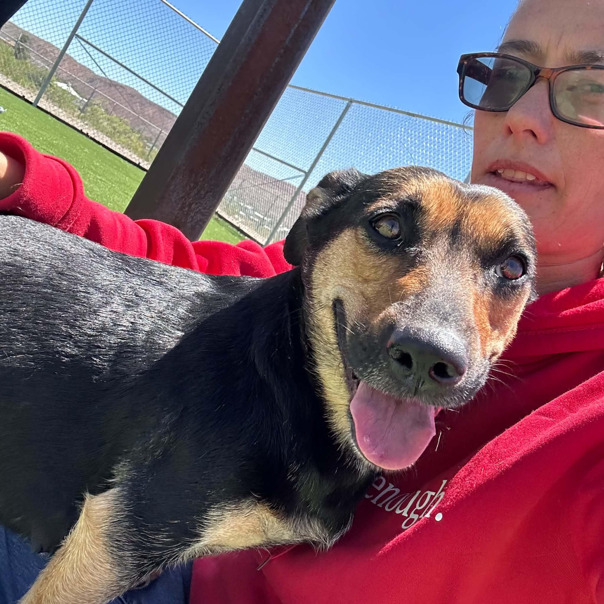 Dara, a ADOPTABLE mixed breed in Truth or Consequences , NM image 3/6