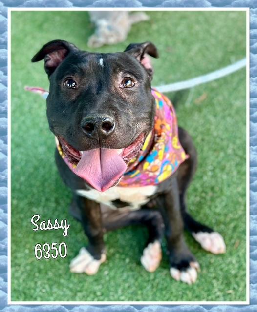 SASSY, a Adoptable mixed breed in Marietta, GA image 3/6