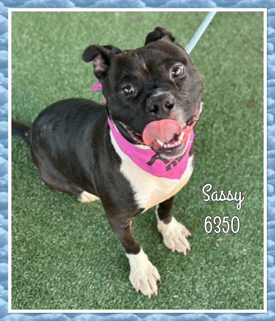 SASSY, a Adoptable mixed breed in Marietta, GA image 5/6