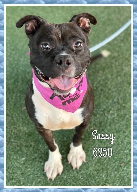 SASSY, a Adoptable mixed breed in Marietta, GA image 4/6