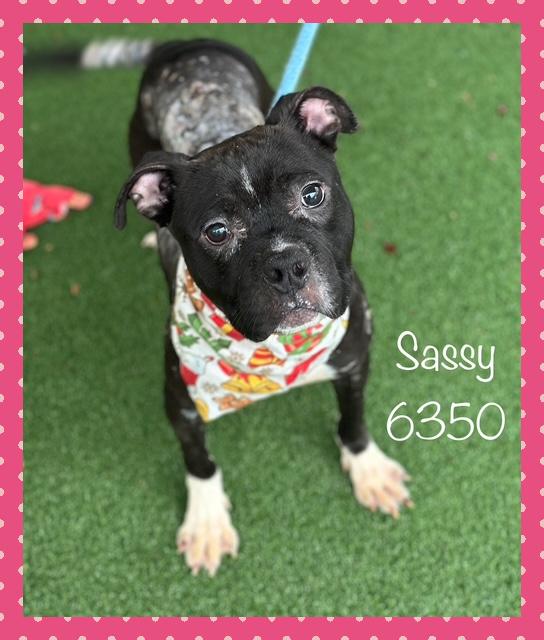 SASSY, a Adoptable mixed breed in Marietta, GA image 6/6