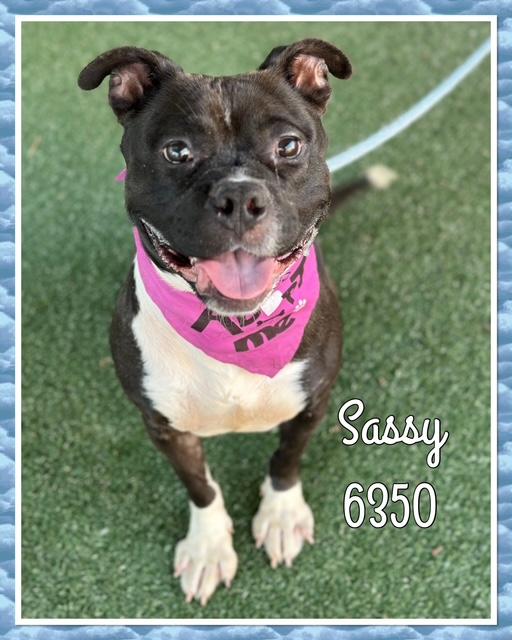 SASSY, a Adoptable mixed breed in Marietta, GA image 1/6