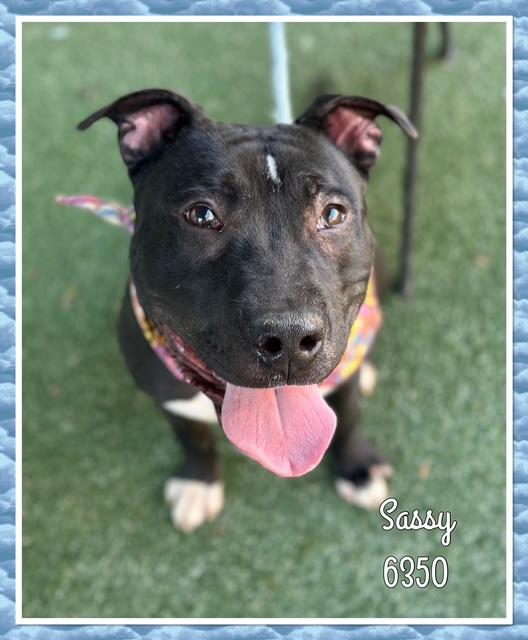 SASSY, a Adoptable mixed breed in Marietta, GA image 2/6