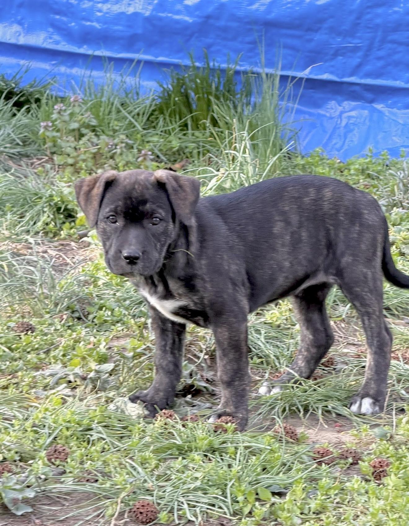 Enlarge Sally Brown, an adopted mixed breed in Annapolis, MD image 4/6