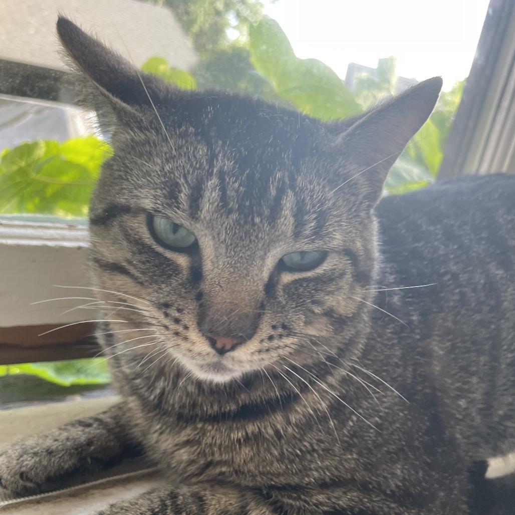 Astro, Adoptable, Adult Male Domestic Short Hair.