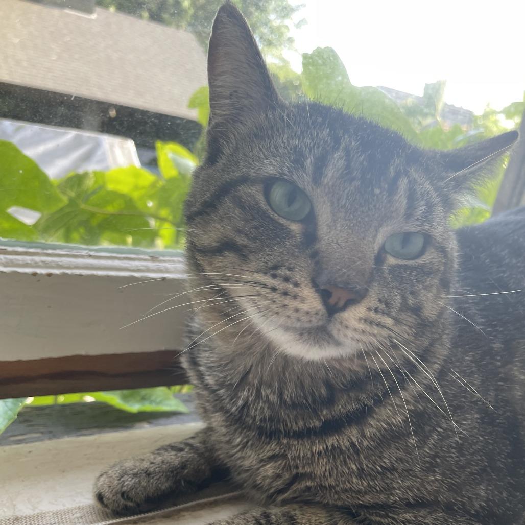 Enlarge Astro, a Adoptable Domestic Short Hair in Abbotsford, BC image 2/4