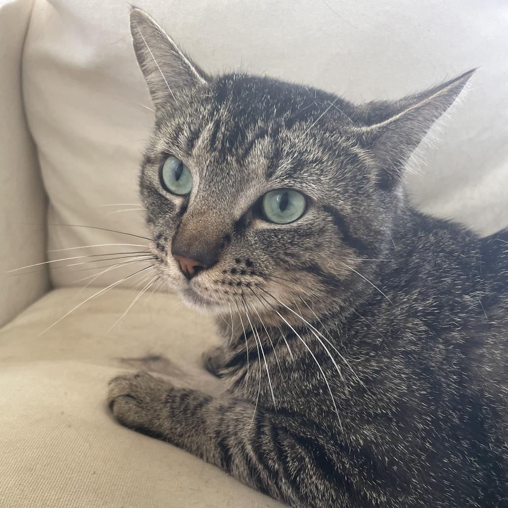 Enlarge Astro, a Adoptable Domestic Short Hair in Abbotsford, BC image 3/4