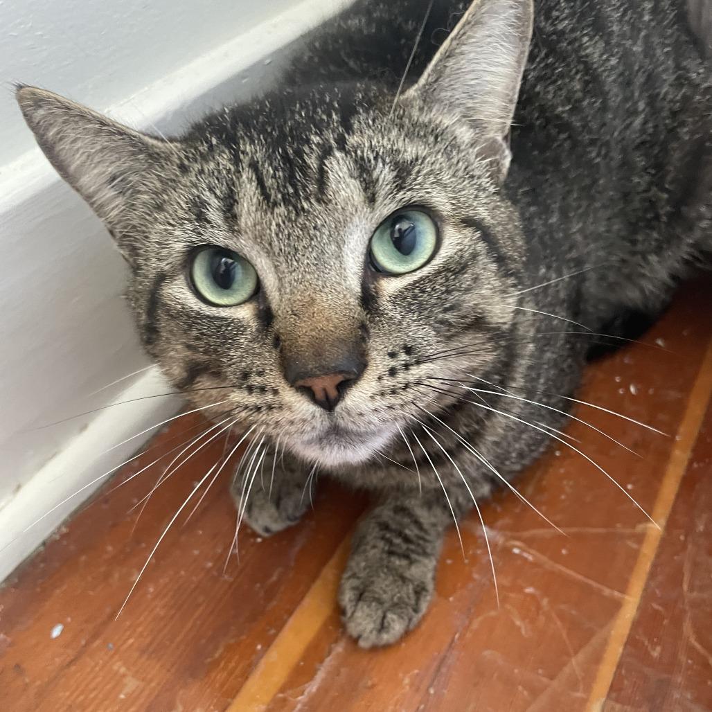 Enlarge Astro, a Adoptable Domestic Short Hair in Abbotsford, BC image 4/4