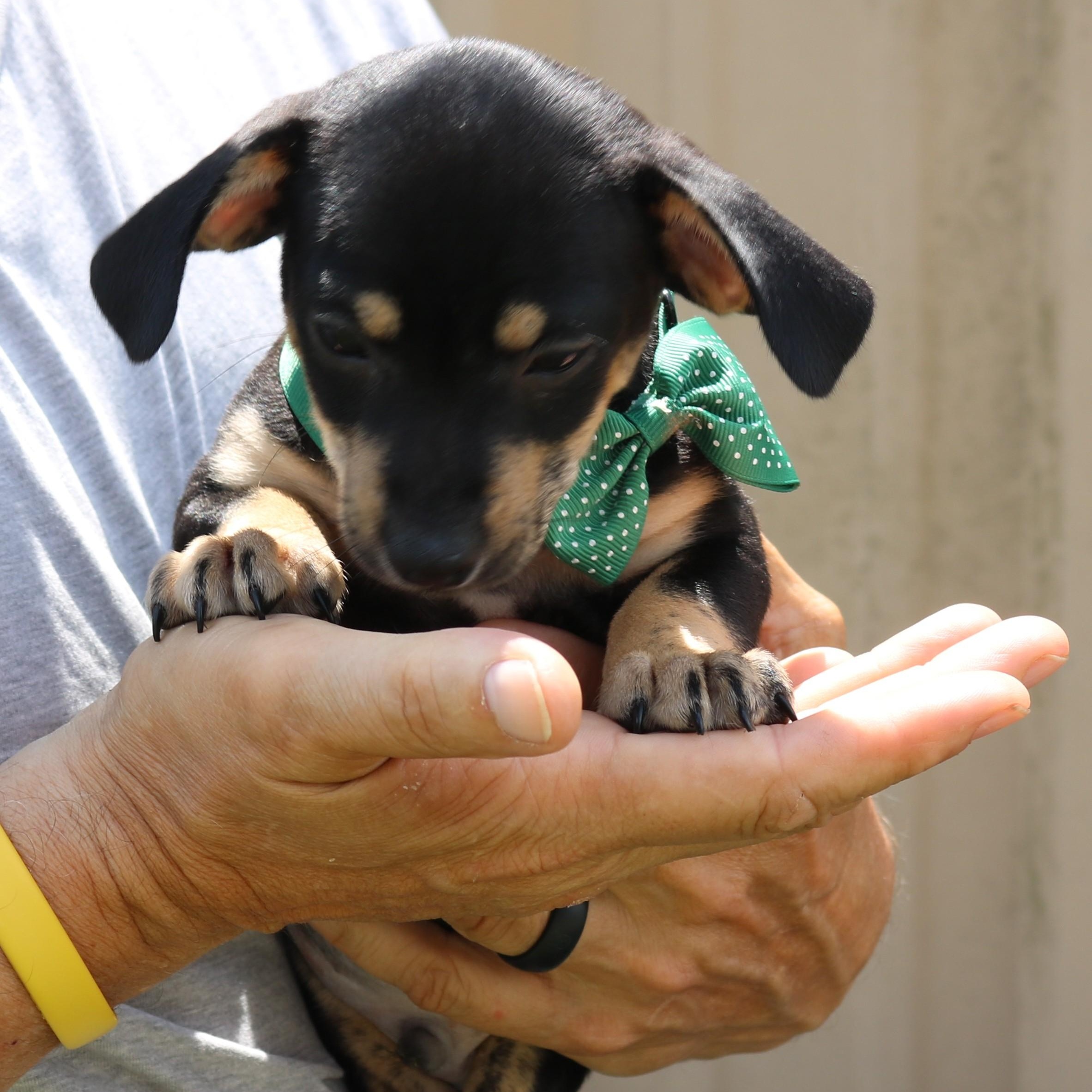 Enlarge BamBam, an adopted mixed breed in Bandera, TX image 2/3
