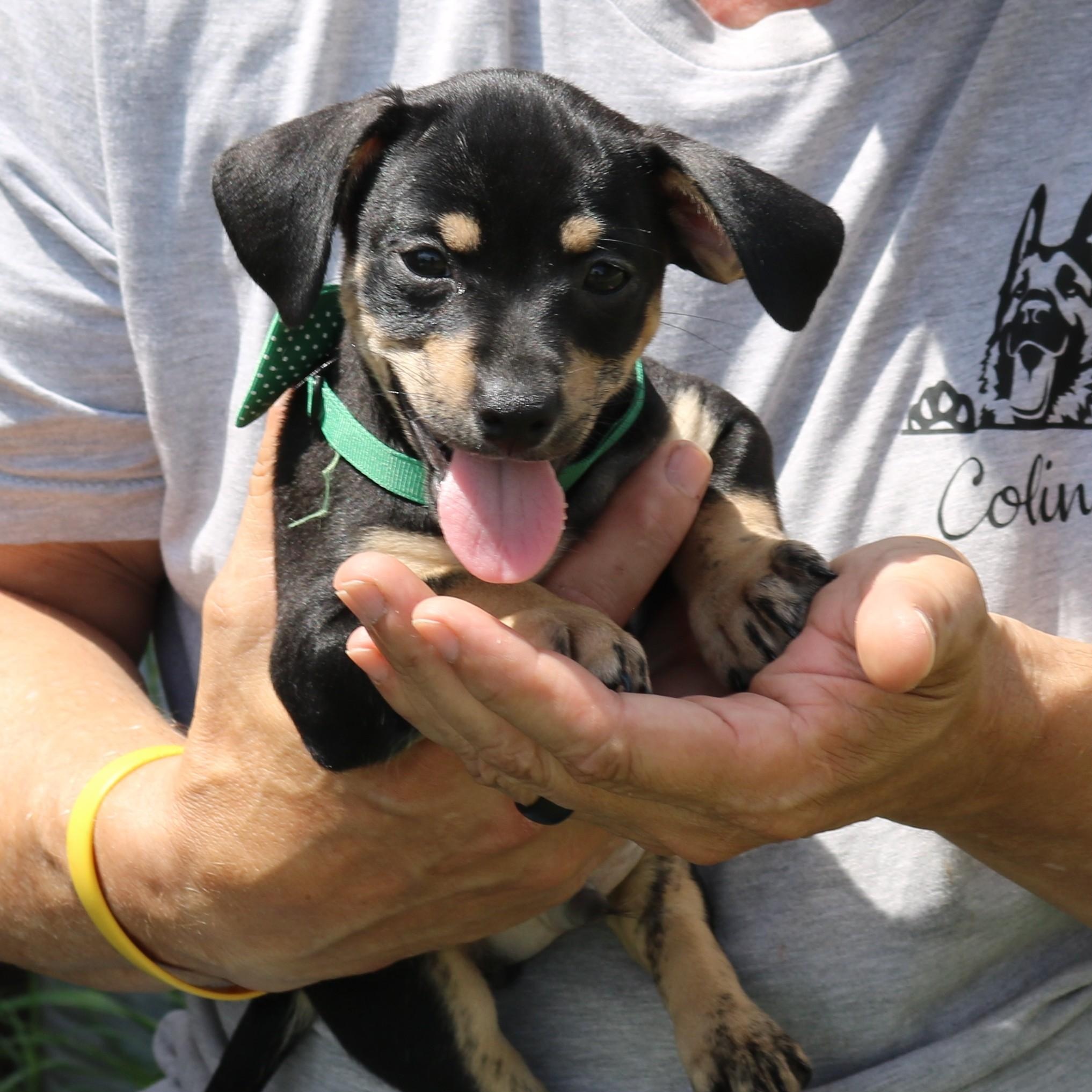 Enlarge BamBam, an adopted mixed breed in Bandera, TX image 3/3