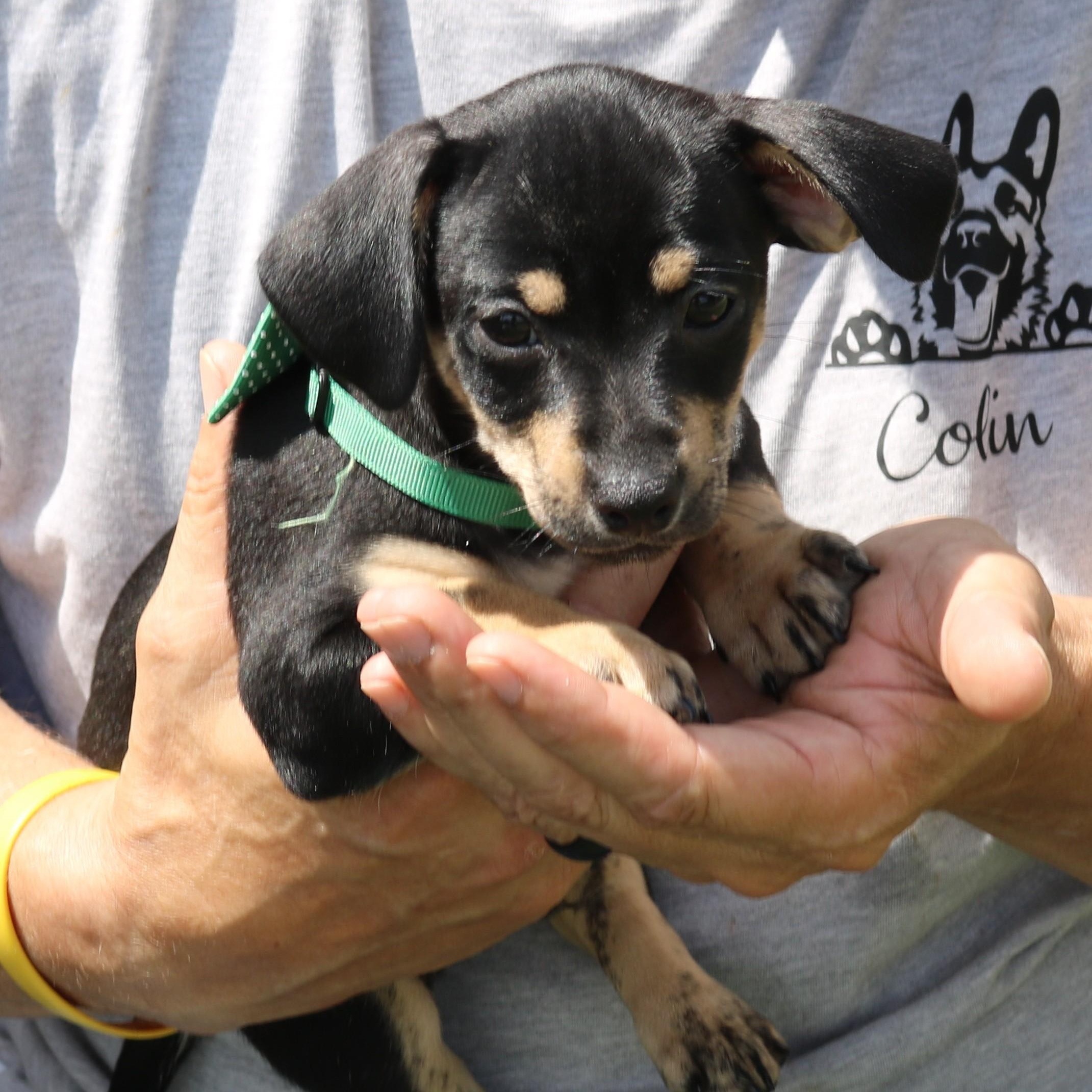 BamBam, adopted, Puppy Male Dachshund & Chihuahua.