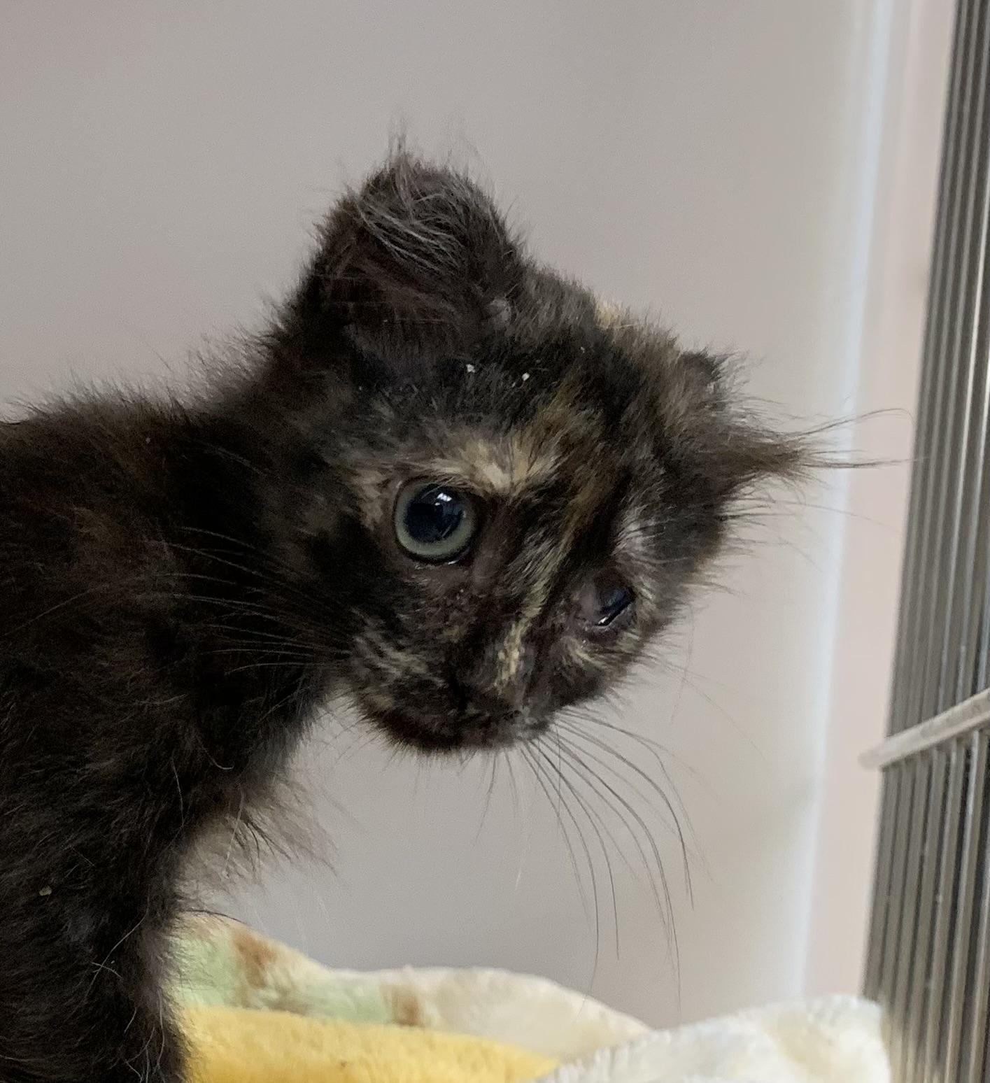 Catrina, adopted, Young Female Scottish Fold.