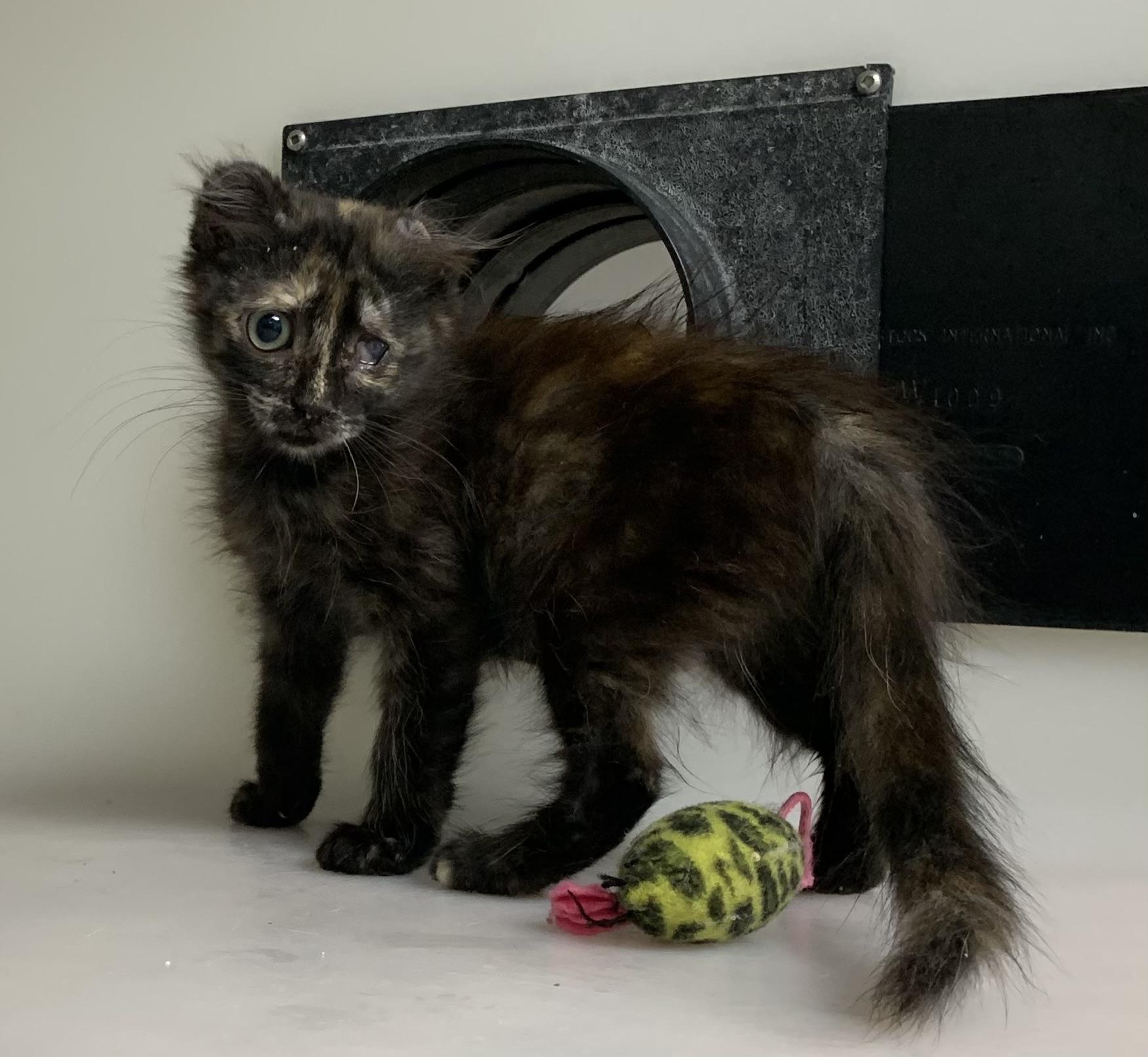 Enlarge Catrina, an adopted Scottish Fold in Hollister, CA image 2/2