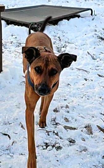 Enlarge Heidi, a ADOPTABLE mixed breed in Ringwood, NJ image 5/6