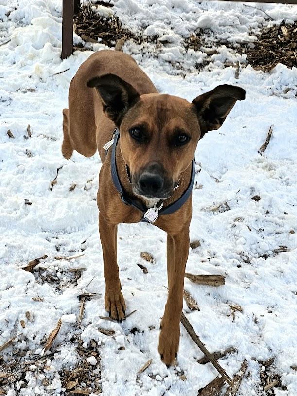 Heidi, ADOPTABLE, Adult Female Hound & Australian Cattle Dog / Blue Heeler.