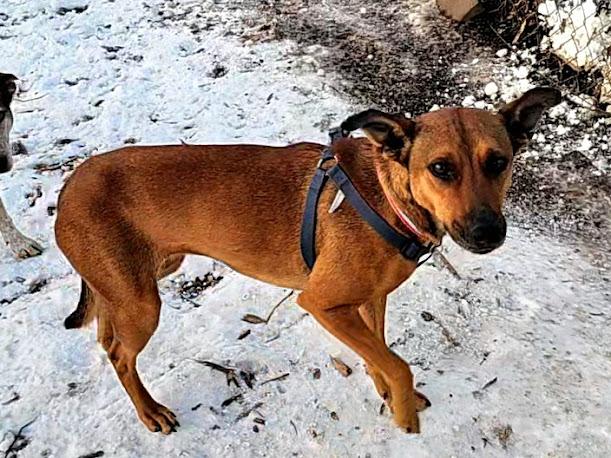 Enlarge Heidi, a ADOPTABLE mixed breed in Ringwood, NJ image 2/6